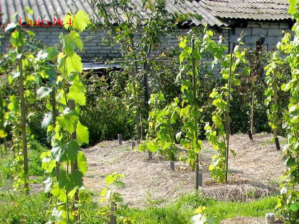 Проект Удивительное растение - виноград Слайд 9